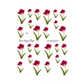 Pink Tulips 443